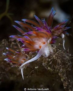 Cratena nudibranchs _August 2024
(Canon EF100, 1/200,f/2... by Antonio Venturelli 